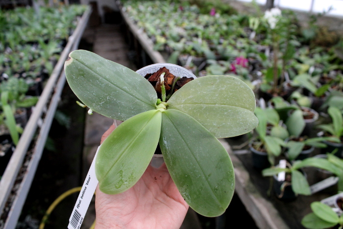 Phalaenopsis bellina 'blue'.JPG