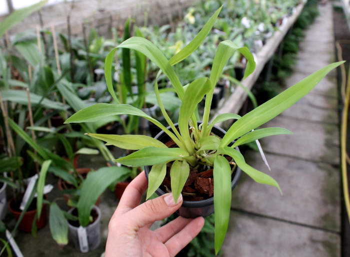 Cochleanthes discolor.JPG