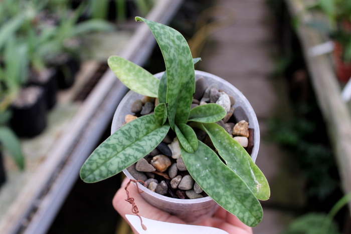 Paphiopedilum concolor.JPG