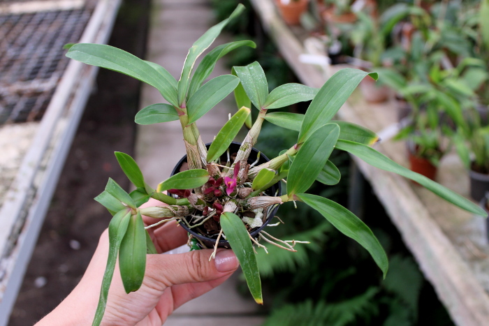 Dendrobium Hibiki (laevifolium x bracteosum).JPG