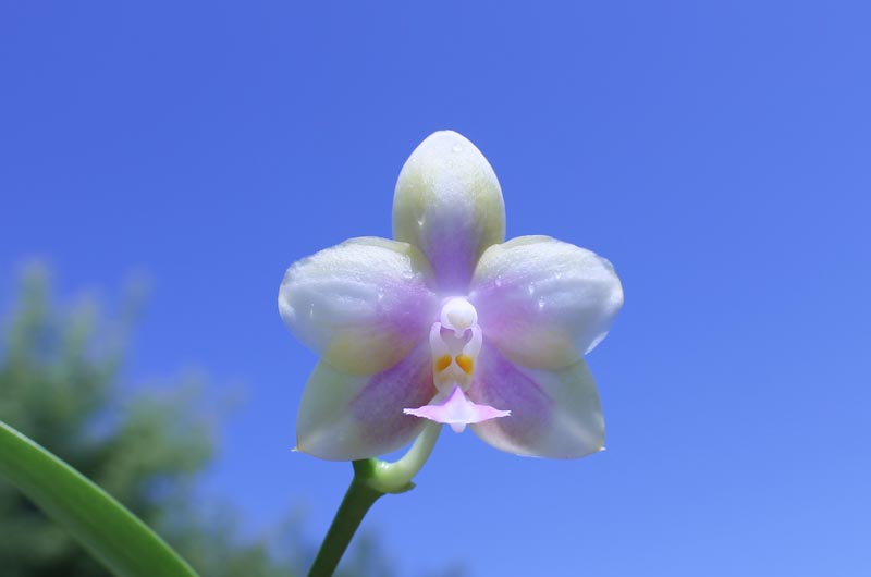 Phalaenopsis Tzu Chiang Chrisna x Phalaenopsis LD's Bear Queen.jpg