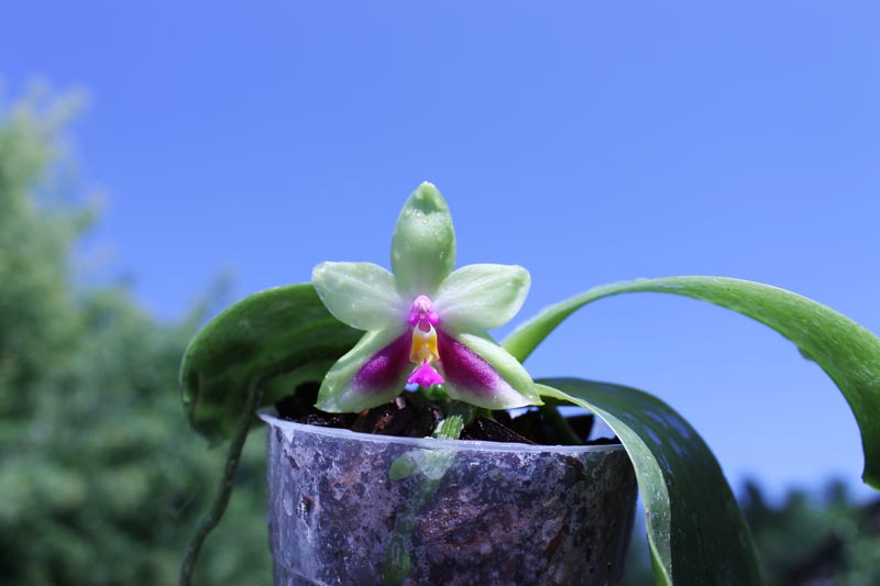 Phalaenopsis KS Happy Eagle.jpg