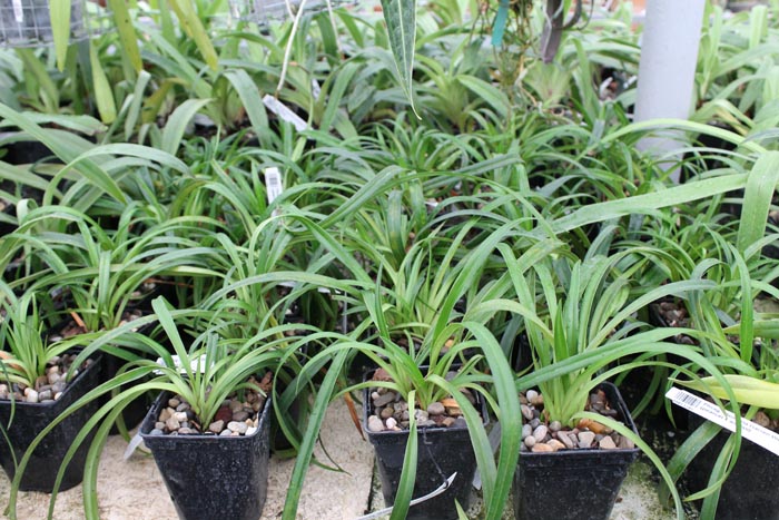 Phragmipedium Memoria Garren Weaver.jpg