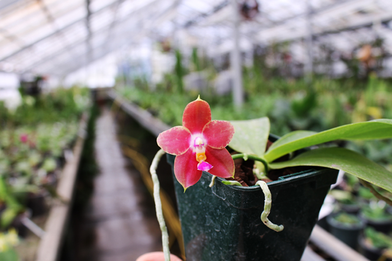 Phalaenopsis Penang Girl.jpg