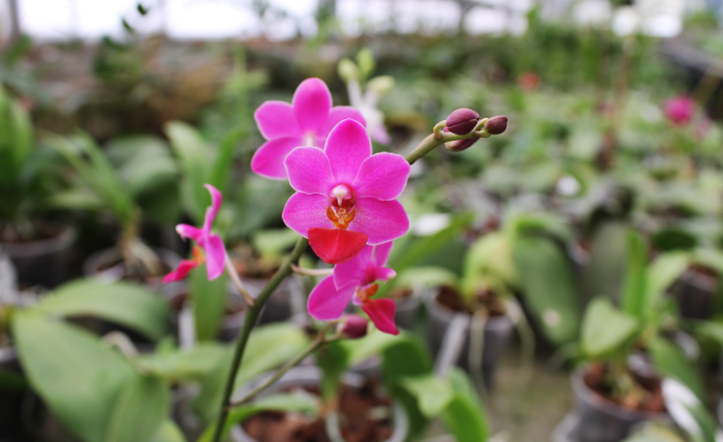 Phalaenopsis Liu's Berry 'SW'.jpg