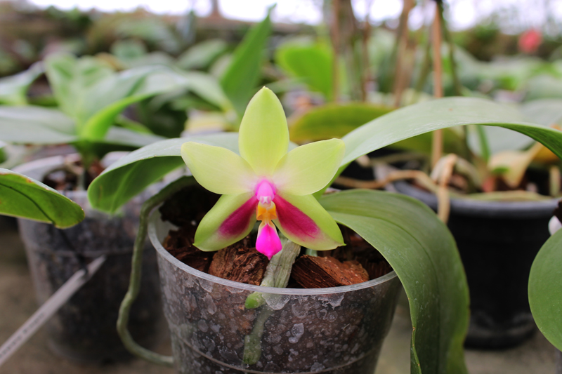 Phalaenopsis KS Happy Eagle.jpg