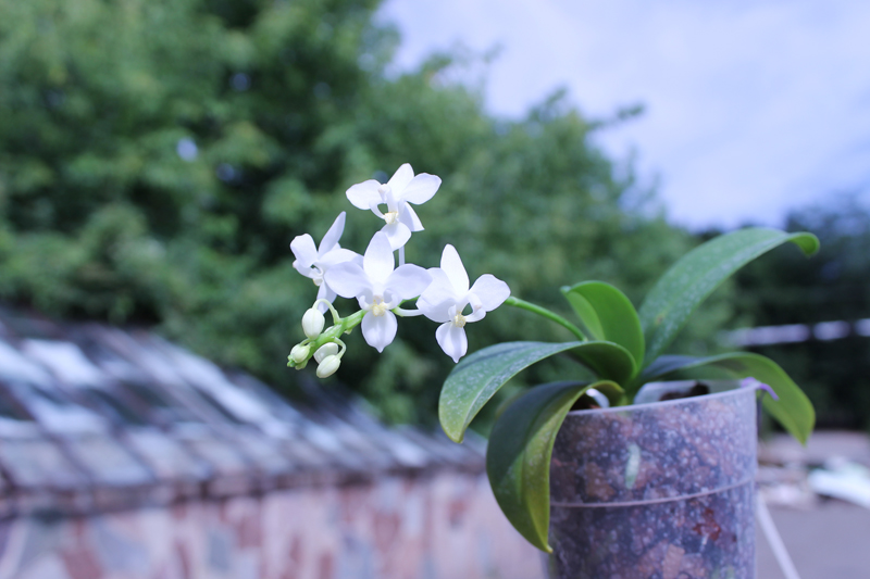 Phalaenopsis equestris alba.jpg