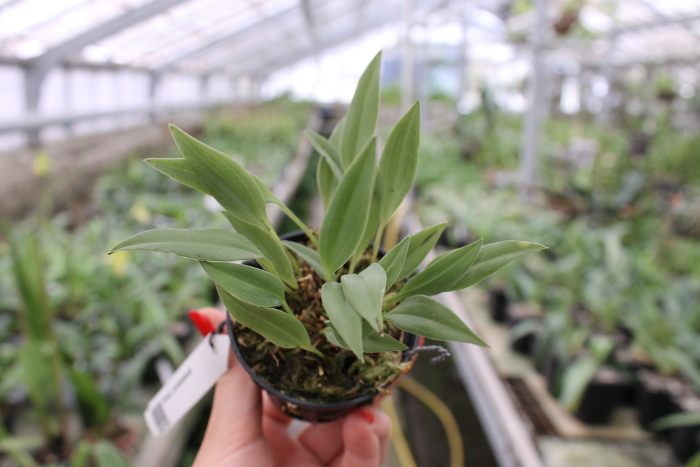 Masdevallia carmenensis.JPG