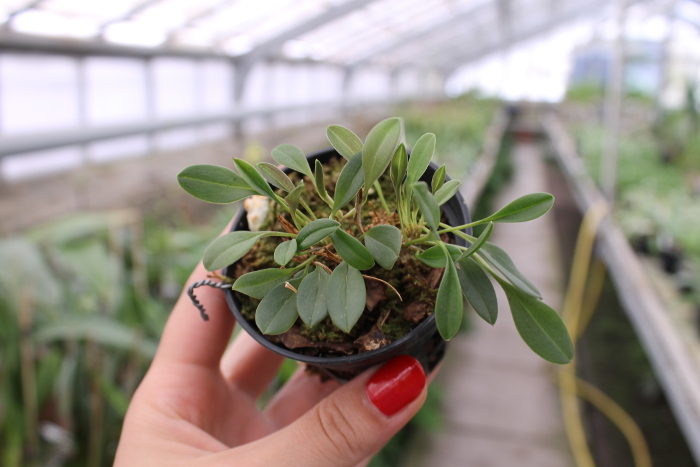 Masdevallia nidifica.JPG