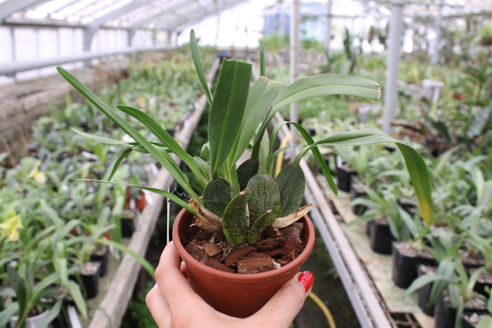 Cochlioda noezliana.JPG