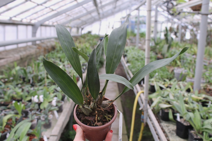 Bifrenaria harrisoniae.JPG