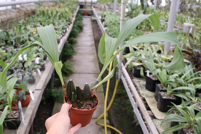 Anguloa tognettiae.JPG