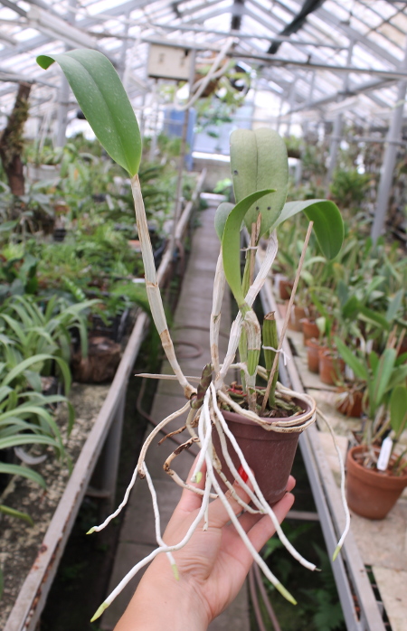 Brassocattleya Cynthia (Brassavola digbyana x Cattleya walkeriana).JPG