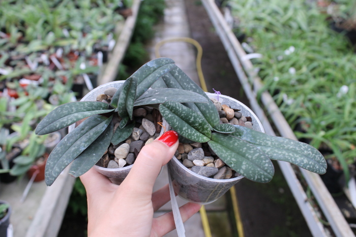 Paphiopedilum godefroyae.JPG