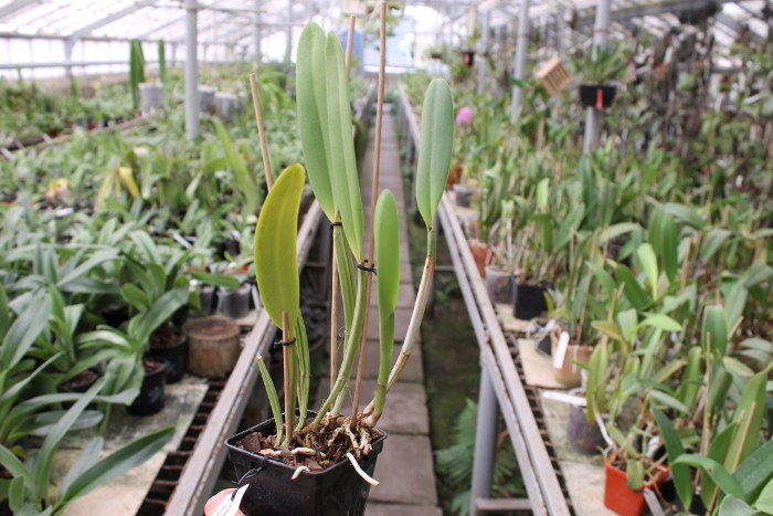 Cattleya lueddemanniana tipo 'Pinky' x Cattleya lueddemanniana rubra 'Gesia'.JPG