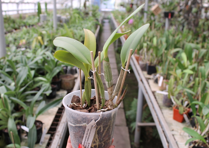 Cattleya lueddemanniana rubra 'Dark Giant' x Cattleya lueddemanniana escura 'Fennel IX'.JPG