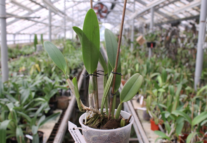 Cattleya lueddemanniana (Morena x OK-2) 'N 1' x lueddemanniana dark lip splash.JPG
