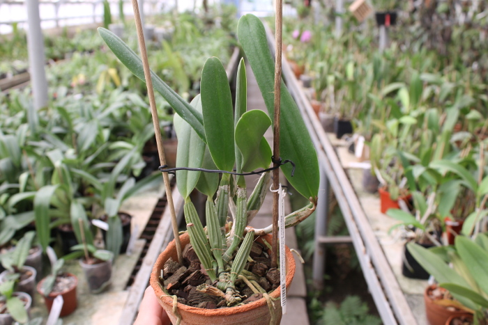 Cattleya lueddemanniana coerulea 'Monte Verde' x Cattleya lueddemanniana coerulea 'Mar azul'.JPG