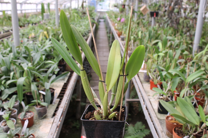 Cattleya lueddemanniana (coerulea 'Mariauxi' x tipo) x lueddemanniana coerulea 'Tania'.JPG