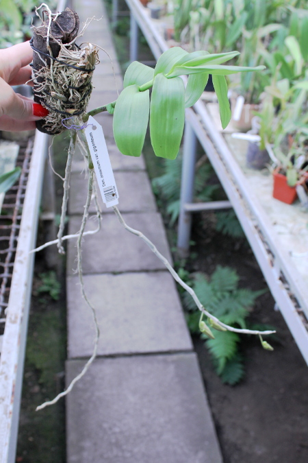 Dendrobium anosmum var. giganteum.JPG