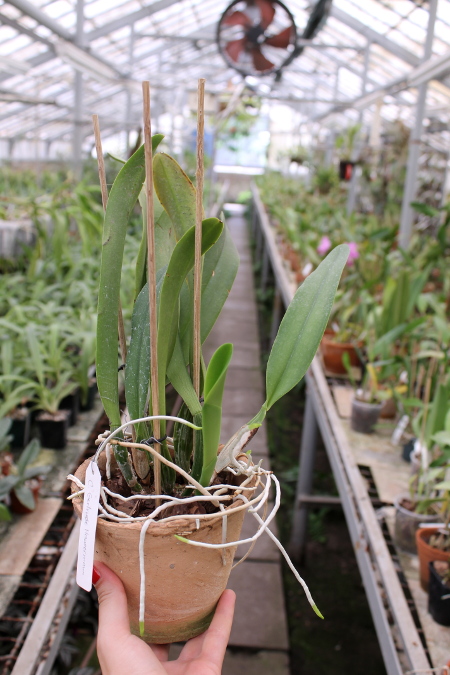 Cattleya Gertrude Hausermann.JPG