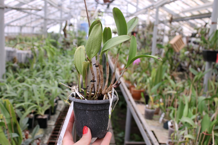 Cattleya Jungle Eyes 'ORCHIS'.JPG