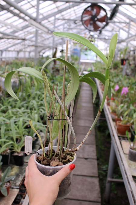 Cattleya Dominiana (intermedia var. coerulea x maxima var. coerulea 'Hector').JPG