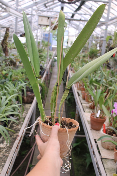 Cattleya warscewiczii sanderiana.JPG