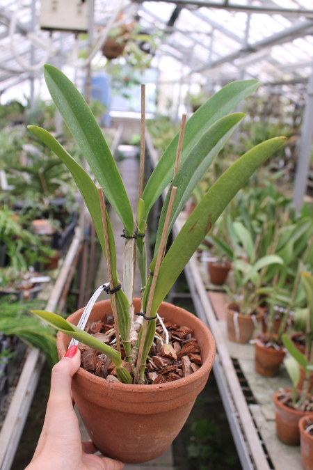 Cattleya schroederae albescens x Cattleya schroederae alba.JPG