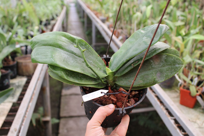 Phalaenopsis Nobby's Green Eagle 'Yaphon'.jpg