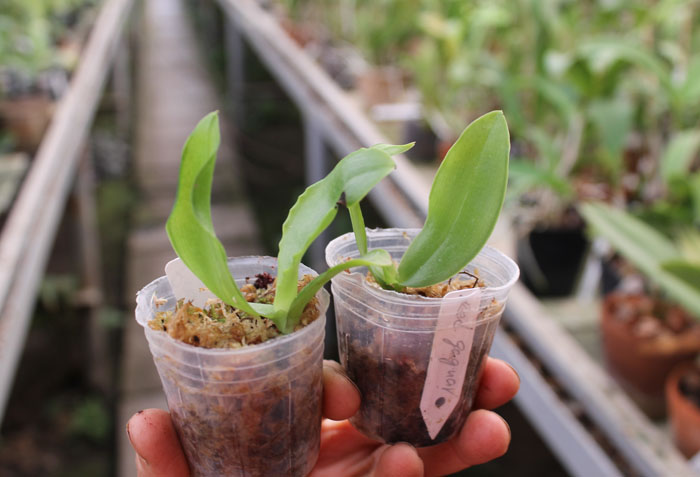 Phalaenopsis Red Jaguar.jpg