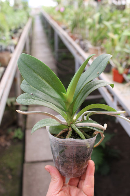 Doritis pulcherrima x Ascocentrum miniatum.jpg