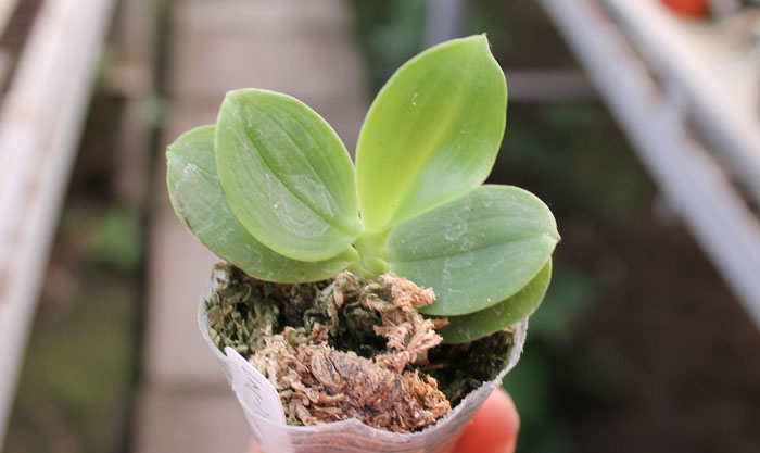 Phalaenopsis Zheng Min Jacaranda x (tetraspis-violacea indigo).jpg