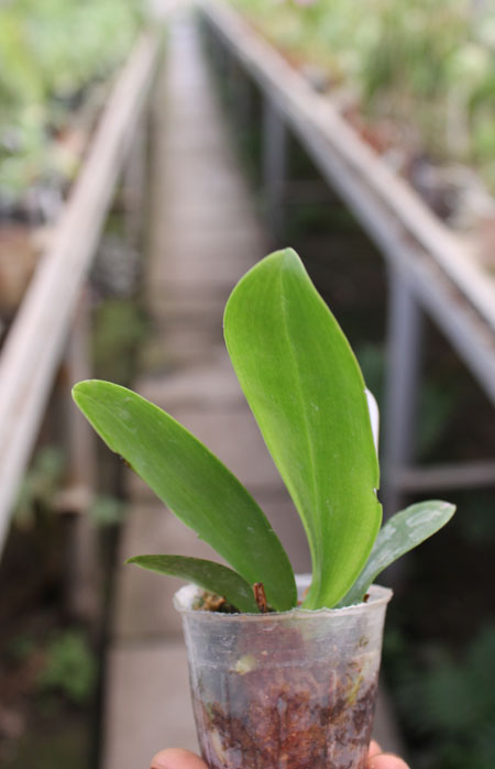 Phalaenopsis Zheng Min Tyrannosaurus 'Yaphon' x LD's Bear Queen 'Yaphon'.jpg