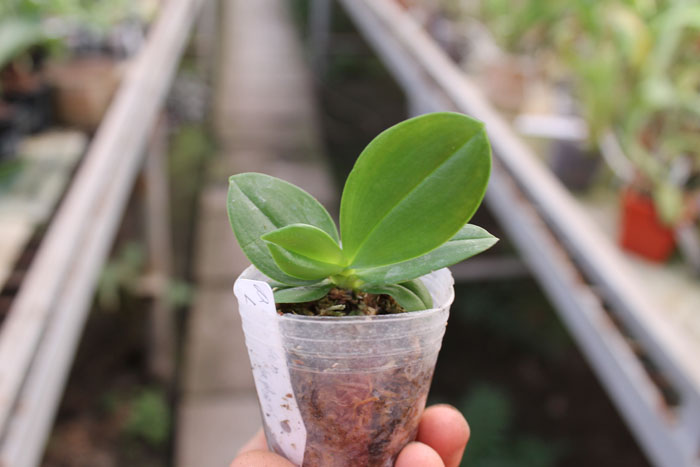 Phalaenopsis Lyndon Lyric 'Yaphon'.jpg