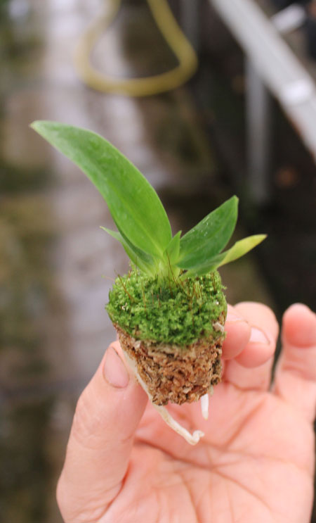 Sophrolaeliocattleya Jillicoc.jpg