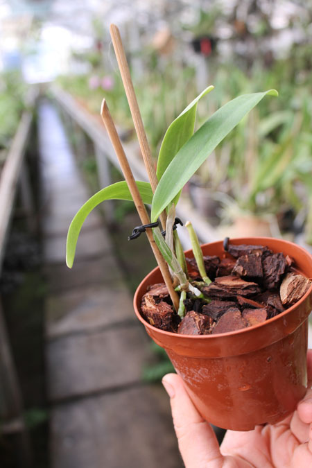 Sophrolaeliocattleya Newberry Radiance x Sophrolaeliocattleya Sierra Doll 'Lenette'.jpg
