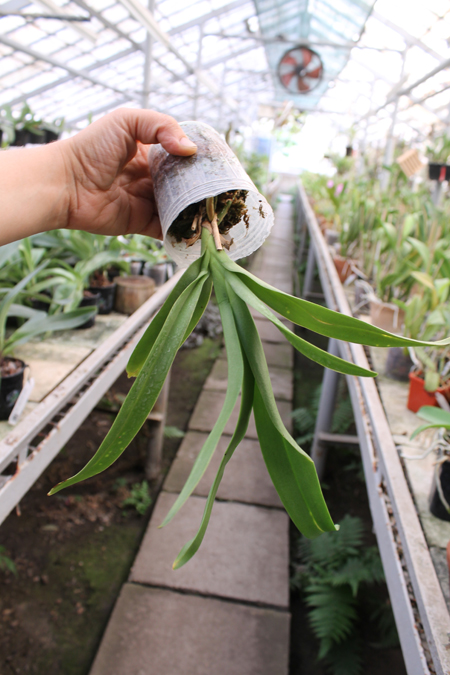 Doritis pulcherrima blue.jpg