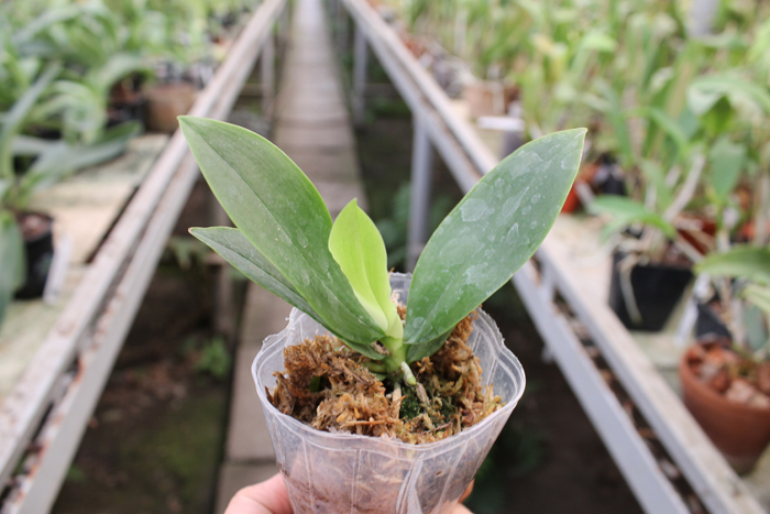 Phalaenopsis Jennifer Palermo 'C1 type'.jpg