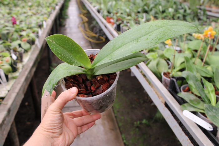 Phalaenopsis (Haur Jin diamond-Sogo Manager)'#1' x Yaphon Goldnight '#3'.jpg