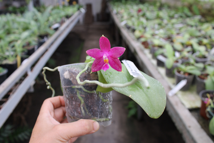 Phalaenopsis Ld's Bear King x violacea indigo.jpg