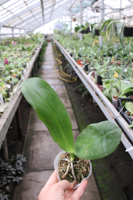 Dragon Tree Eagle 'Red'.jpg