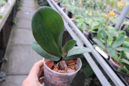 Phalaenopsis Jiaho's Pink Girl.jpg