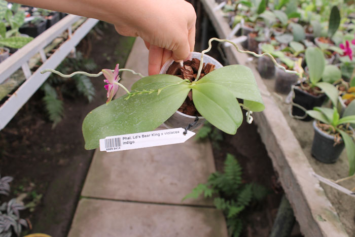 Phalaenopsis Ld's Bear King x violacea indigo.jpg