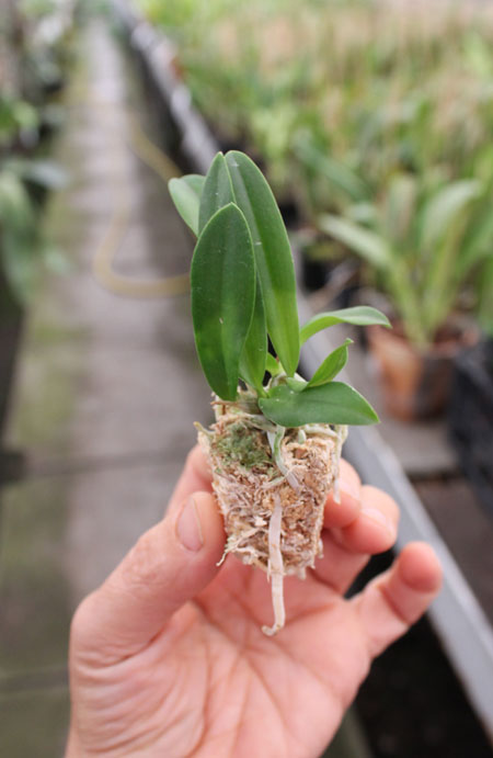 Laelia alaori x sincorana.jpg