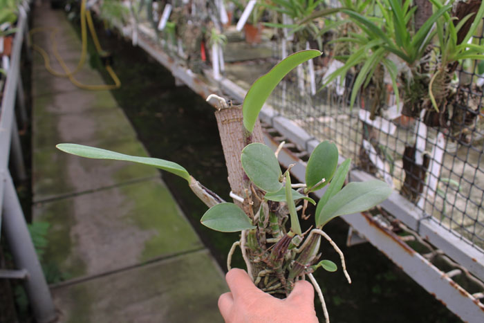 Cattleya walkeriana (dark color x 'Cambara').jpg
