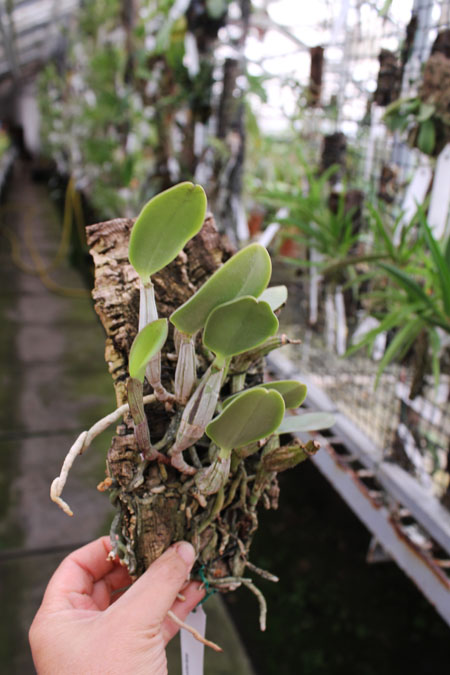 Cattleya walkeriana.jpg