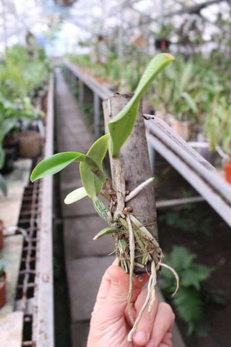 Cattleya walkeriana ('Cambara' x 'Feitico de Goias').jpg