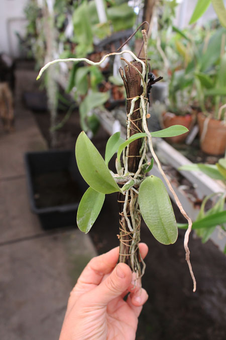 Laelia alaori escura x self.jpg