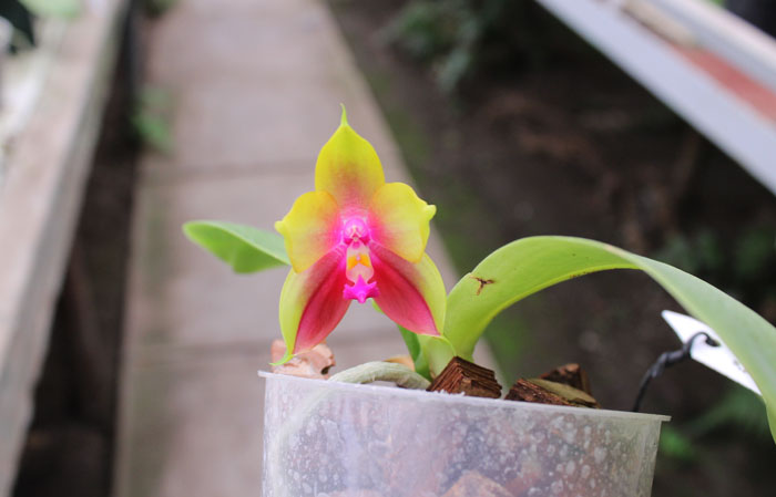 Phalaenopsis KS Happy Eagle x Ld's Bear Queen.jpg
